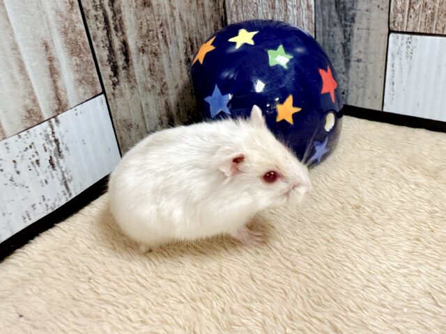 ツンデレ.ᐟ.ᐟ⭐️レアカラーのルビーアイちゃん❤️✨ ドワーフハムスターの1種