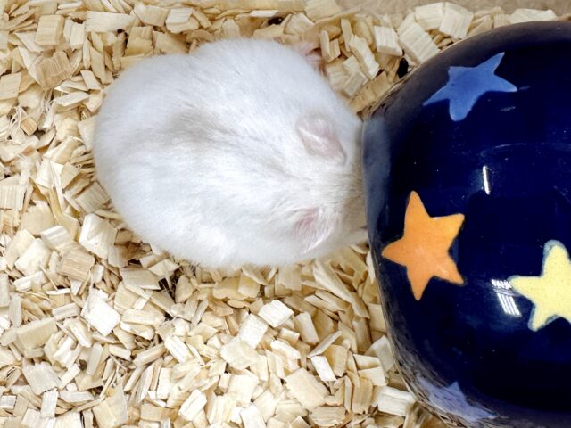 ツンデレ.ᐟ.ᐟ⭐️レアカラーのルビーアイちゃん❤️✨ ドワーフハムスターの1種