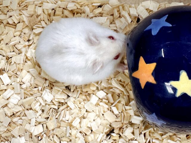 ツンデレ.ᐟ.ᐟ⭐️レアカラーのルビーアイちゃん❤️✨ ドワーフハムスターの1種