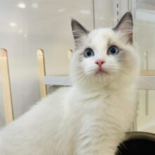 美人な甘ったれはお好きですか♡？ラグドールちゃん！