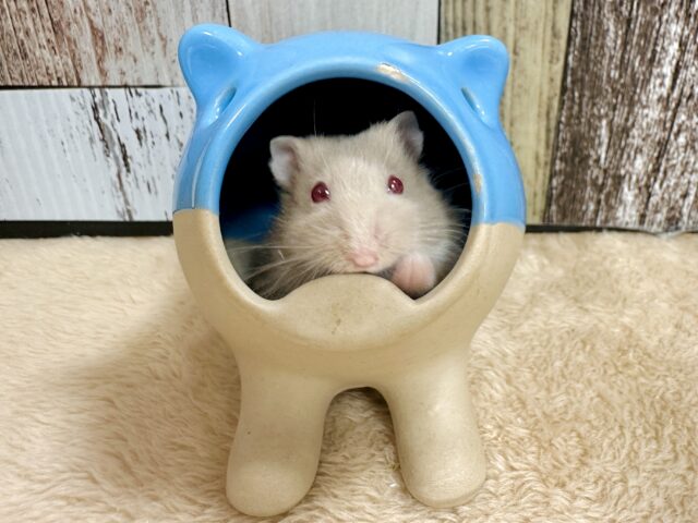 ドワーフハムスターの1種
