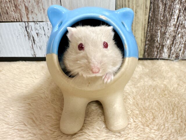 愛嬌たっぷり♡ルビーアイハムスター女の子