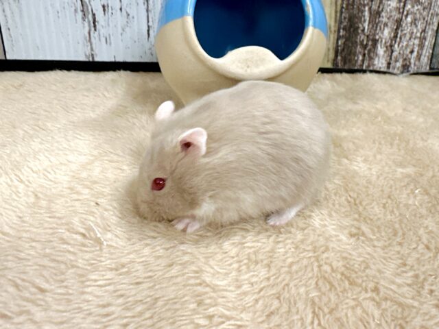 ドワーフハムスターの1種