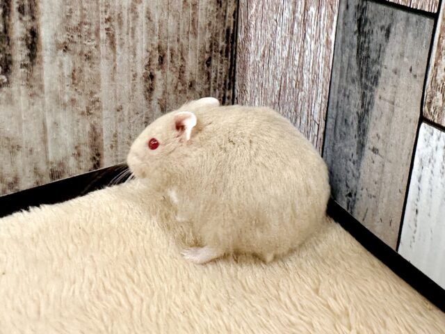 ドワーフハムスターの1種