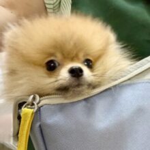 最新画像📸ポメラニアン（オレンジ）男の子♫キャリーバッグ練習中！