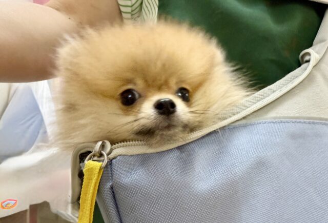 最新画像📸ポメラニアン（オレンジ）男の子♫キャリーバッグ練習中！