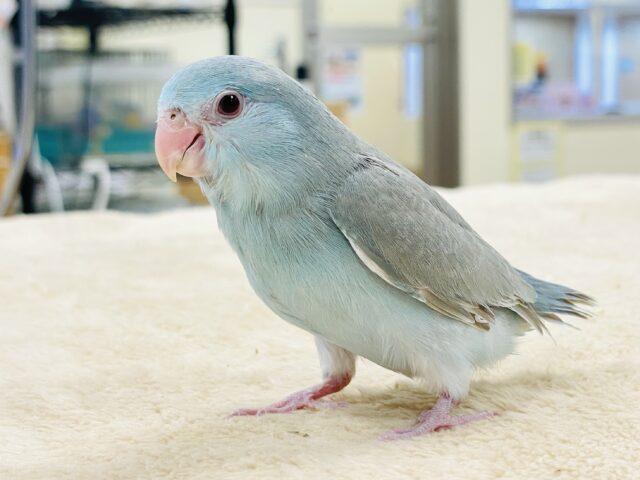 【最新画像】たっぷり優しい雰囲気❣️マメルリハ(ブルーファロー)女の子 マメルリハ