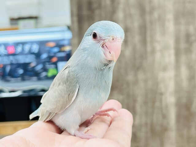 【最新画像】たっぷり優しい雰囲気❣️マメルリハ(ブルーファロー)女の子 マメルリハ