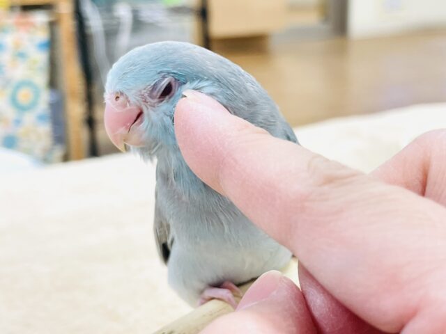 【最新画像】たっぷり優しい雰囲気❣️マメルリハ(ブルーファロー)女の子 マメルリハ