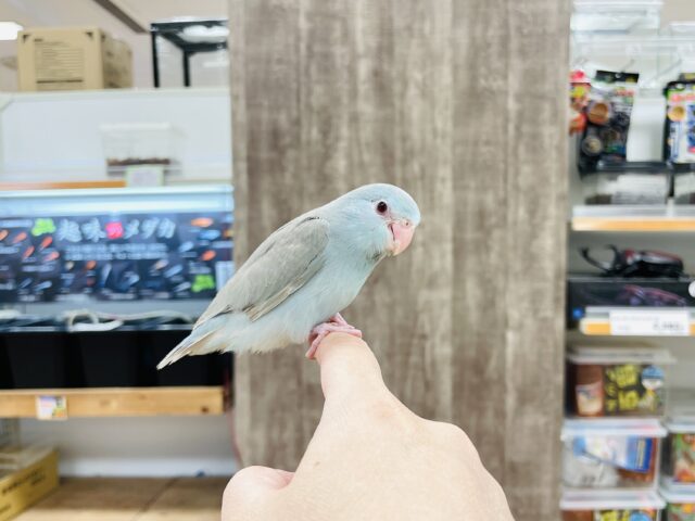 【最新画像】たっぷり優しい雰囲気❣️マメルリハ(ブルーファロー)女の子 マメルリハ