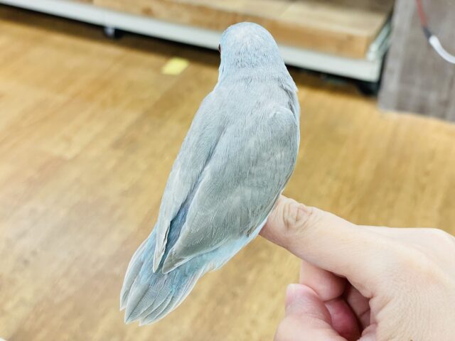 【最新画像】たっぷり優しい雰囲気❣️マメルリハ(ブルーファロー)女の子 マメルリハ