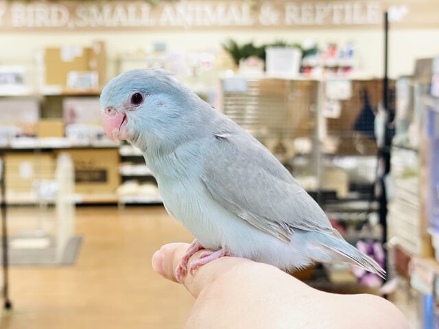 【最新画像】たっぷり優しい雰囲気❣️マメルリハ(ブルーファロー)女の子 マメルリハ