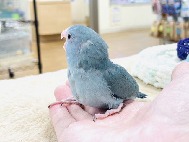 【最新画像】鮮やかブルーに目を奪われる〜👀✨️マメルリハ(ブルー)女の子 マメルリハ