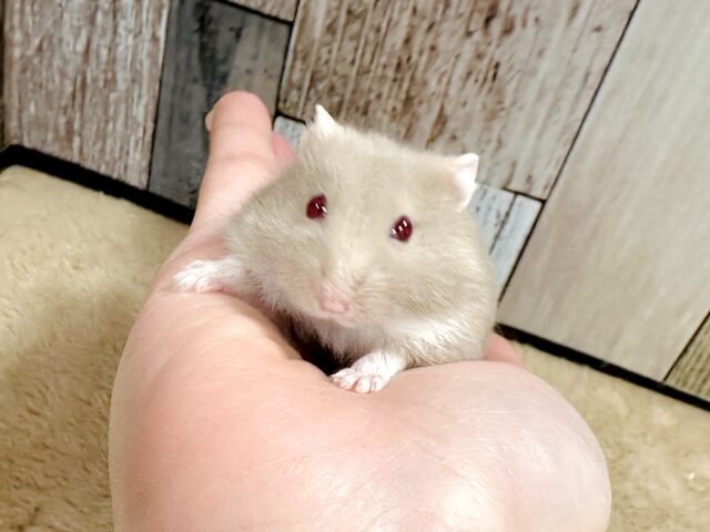 ドワーフハムスターの1種