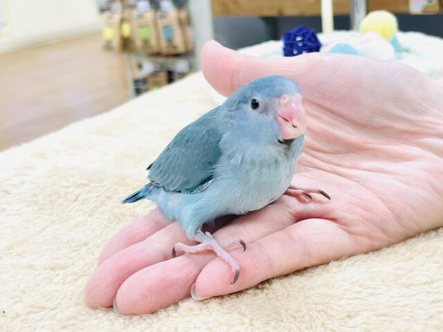 【最新画像】鮮やかブルーに目を奪われる〜👀✨️マメルリハ(ブルー)女の子 マメルリハ