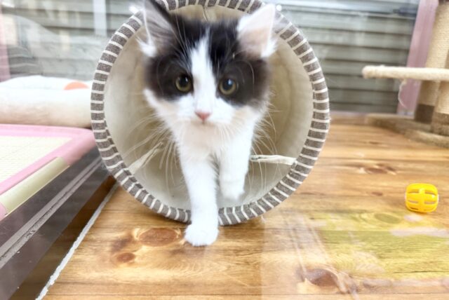 最新画像📸サイベリアン(ブラック&ホワイト)男の子♫ケージ&キティランデビューしました! サイベリアン