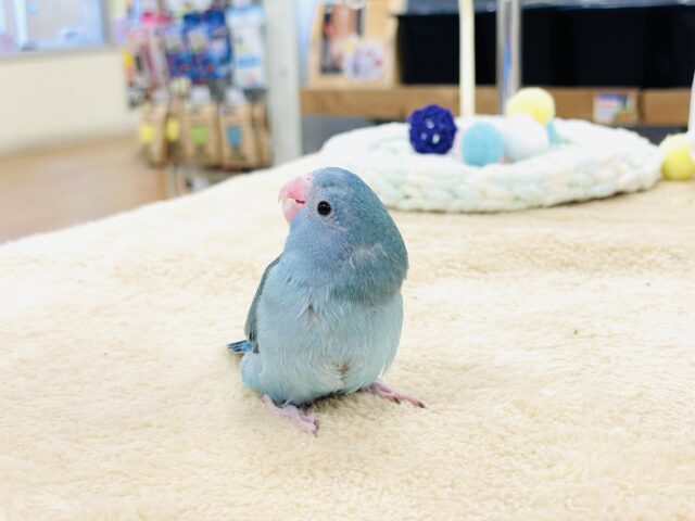 【最新画像】鮮やかブルーに目を奪われる〜👀✨️マメルリハ(ブルー)女の子 マメルリハ