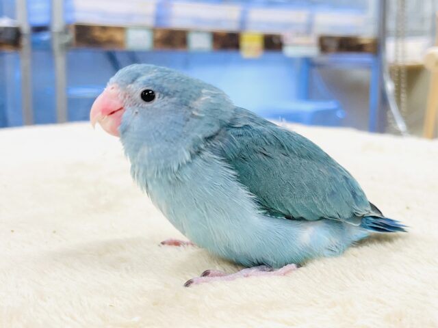 【最新画像】鮮やかブルーに目を奪われる〜👀✨️マメルリハ(ブルー)女の子 マメルリハ