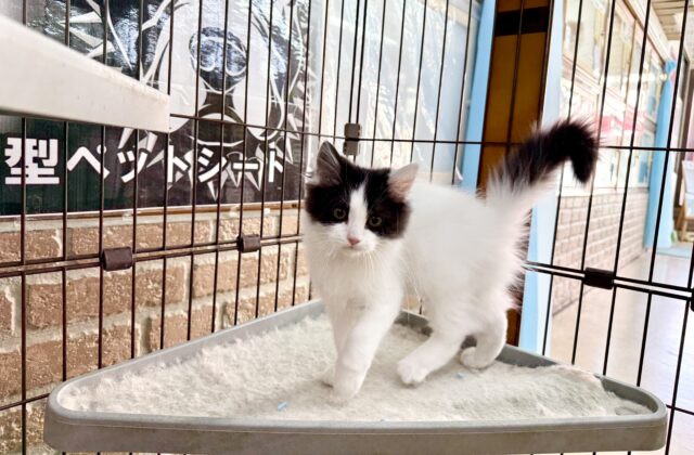 最新画像📸サイベリアン(ブラック&ホワイト)男の子♫ケージ&キティランデビューしました! サイベリアン