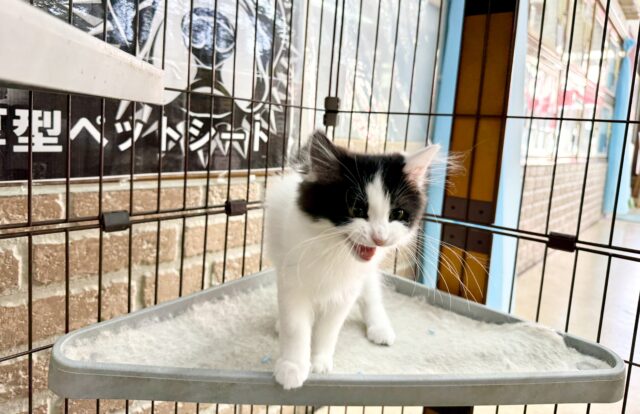 最新画像📸サイベリアン(ブラック&ホワイト)男の子♫ケージ&キティランデビューしました! サイベリアン