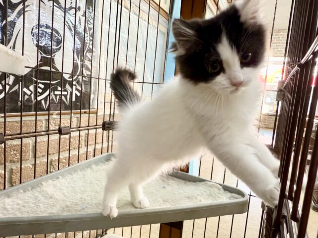 最新画像📸サイベリアン(ブラック&ホワイト)男の子♫ケージ&キティランデビューしました! サイベリアン
