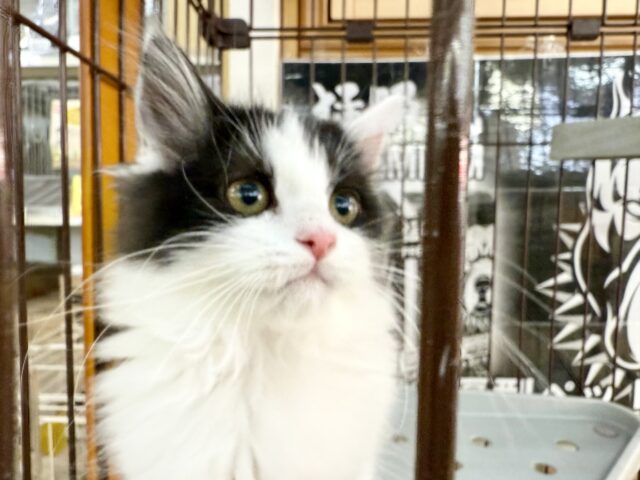 最新画像📸サイベリアン(ブラック&ホワイト)男の子♫ケージ&キティランデビューしました! サイベリアン