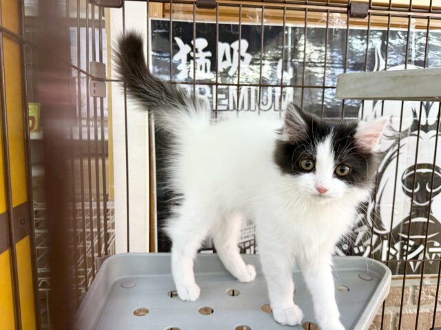 最新画像📸サイベリアン(ブラック&ホワイト)男の子♫ケージ&キティランデビューしました! サイベリアン