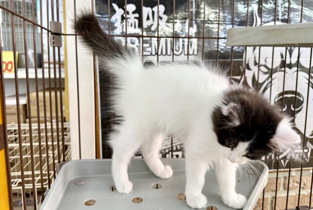 最新画像📸サイベリアン(ブラック&ホワイト)男の子♫ケージ&キティランデビューしました! サイベリアン