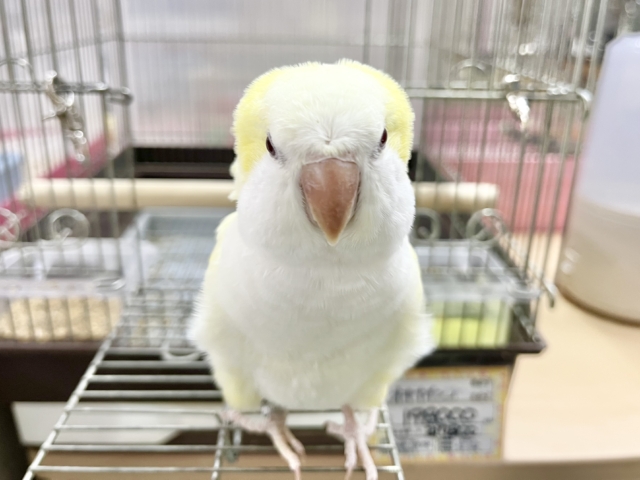 オキナインコ