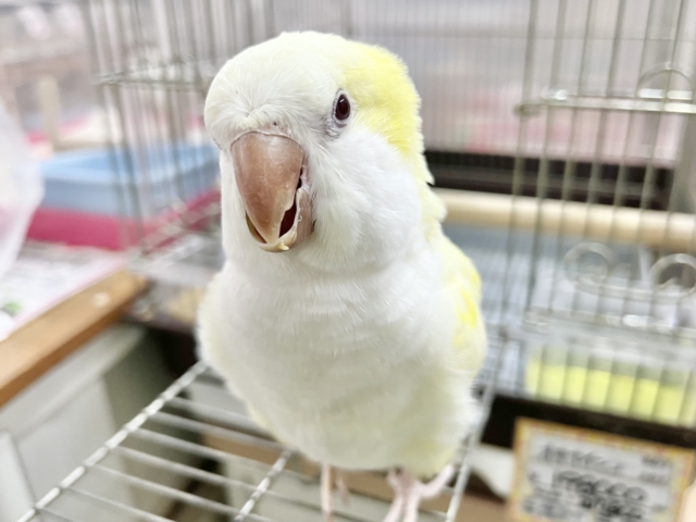 オキナインコ