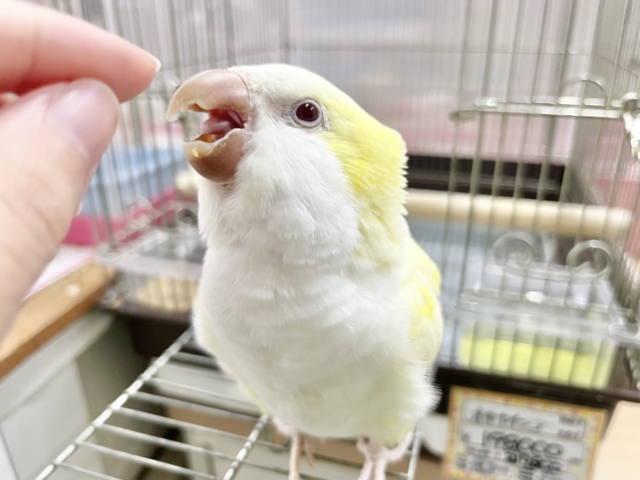 オキナインコ