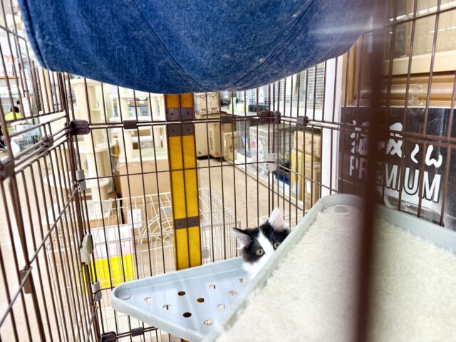 最新画像📸サイベリアン(ブラック&ホワイト)男の子♫ケージ&キティランデビューしました! サイベリアン