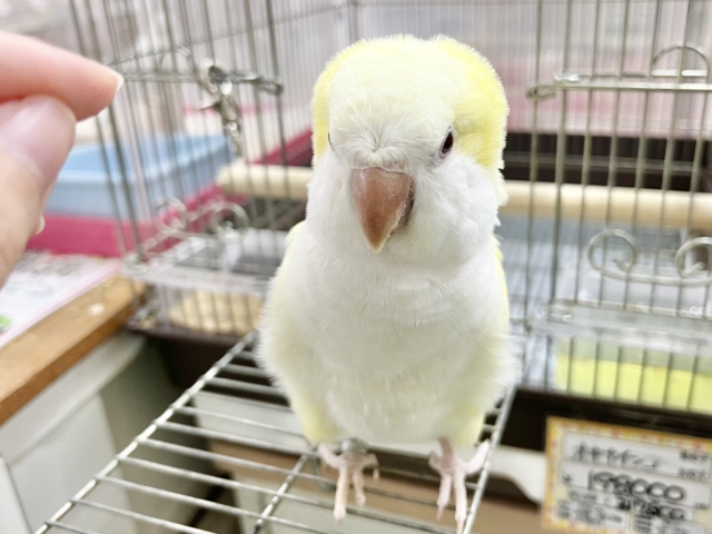 オキナインコ