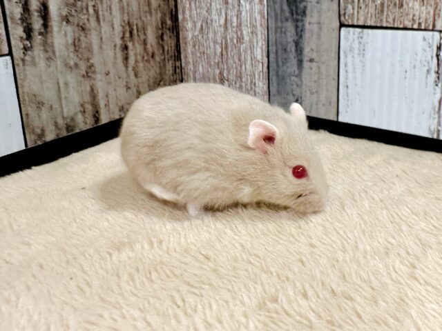 ドワーフハムスターの1種