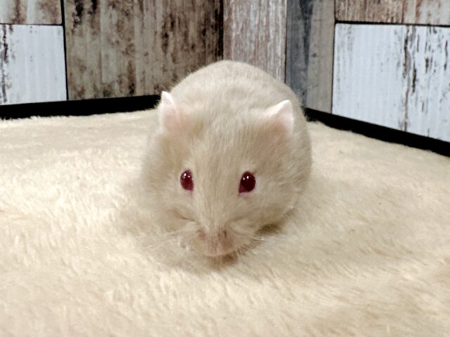 ドワーフハムスターの1種