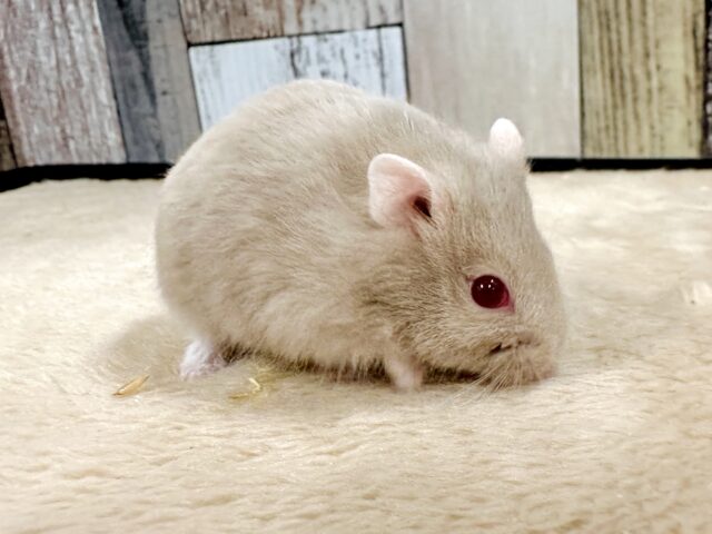 ドワーフハムスターの1種