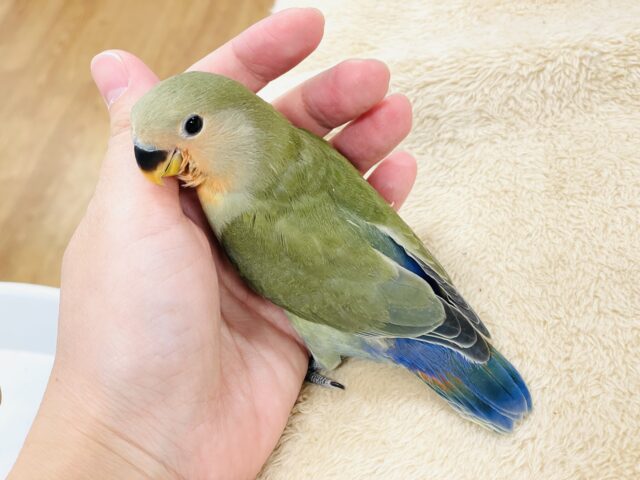 コザクラインコ（小桜インコ）