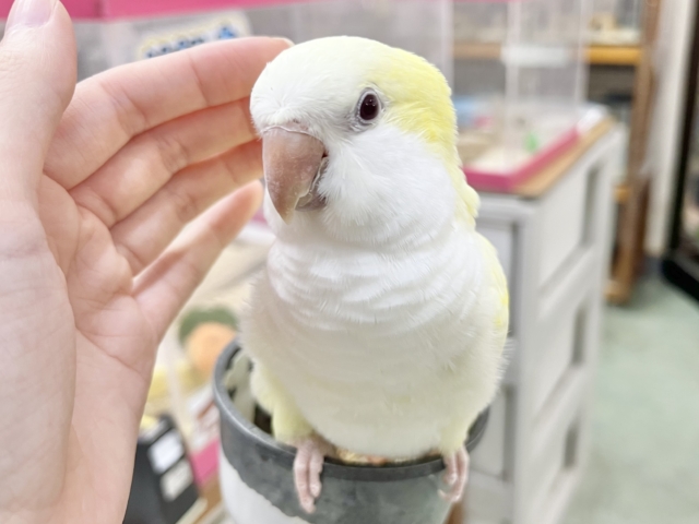 オキナインコ