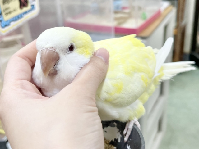 オキナインコ