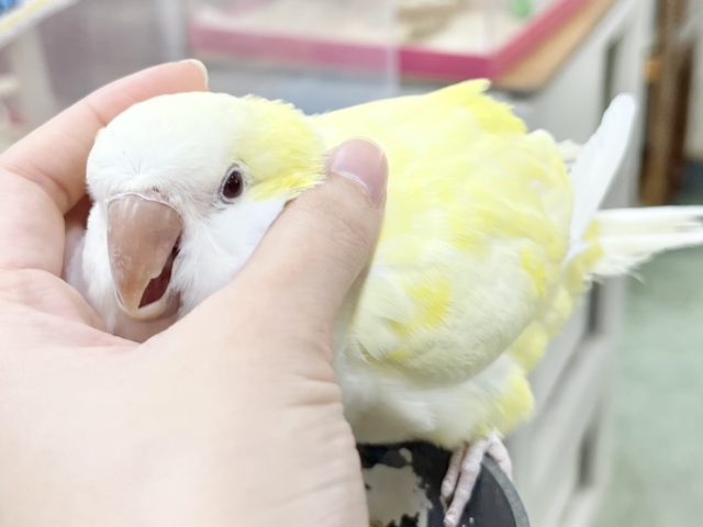 オキナインコ