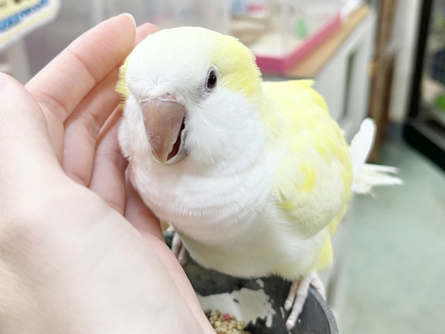オキナインコ