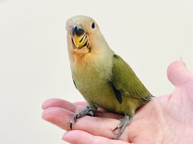 最新画像】ぽわっと可愛いお顔で登場〜❣️コザクラインコちゃん