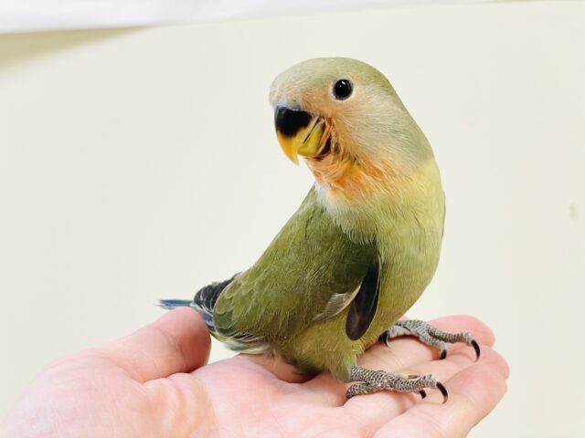 コザクラインコ（小桜インコ）