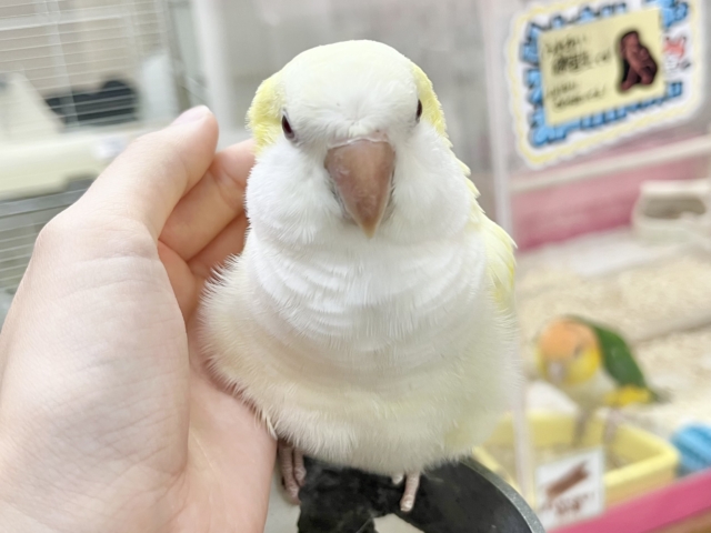 オキナインコ