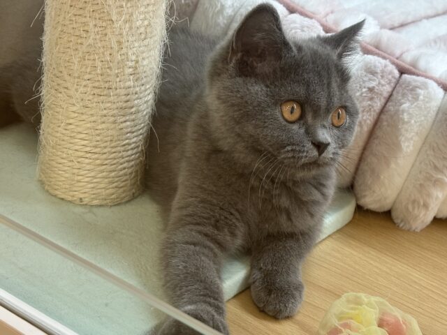 ブリティッシュショートヘア