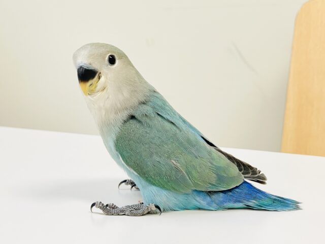 【最新画像】味わい深いブルーチェリー🍒🦋🌧コザクラインコ(ブルーチェリー)ヒナ コザクラインコ(小桜インコ)