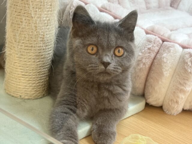 ブリティッシュショートヘア