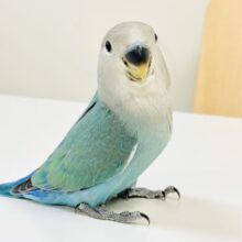 【最新画像】味わい深いブルーチェリー🍒🦋🌧コザクラインコ(ブルーチェリー)ヒナ