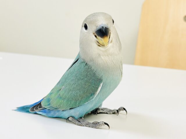 【最新画像】味わい深いブルーチェリー🍒🦋🌧コザクラインコ(ブルーチェリー)ヒナ