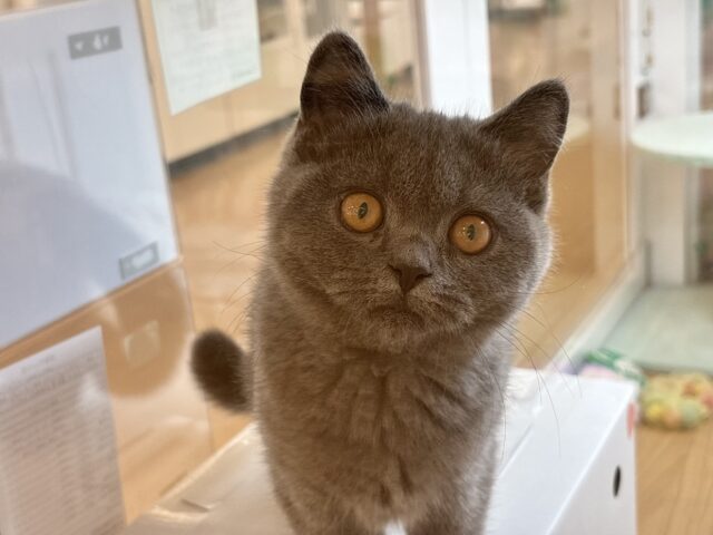 ブリティッシュショートヘア